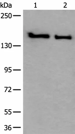 SMC1A Polyclonal Antibody - image 1