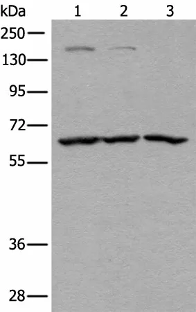 ATAD3A Polyclonal Antibody - image 1