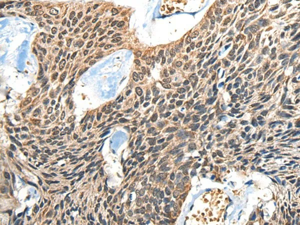 BOLA1 Polyclonal Antibody - image 1