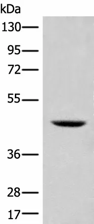 SHPK Polyclonal Antibody - image 1