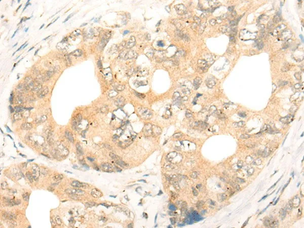 CD86 Polyclonal Antibody - image 1