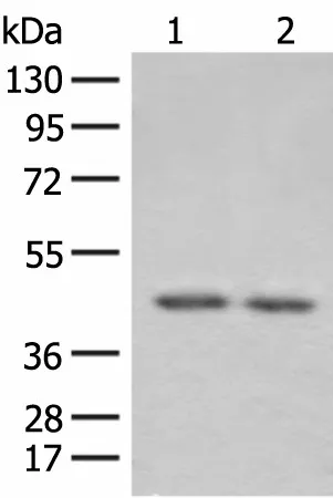 ILKAP Polyclonal Antibody - image 1