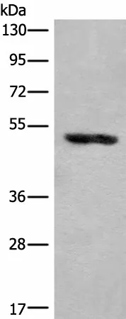 KLHDC2 Polyclonal Antibody - image 1