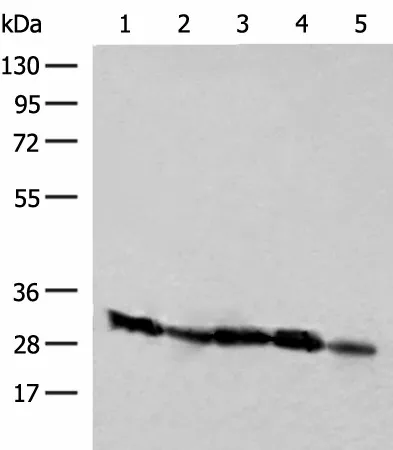 CD48 Polyclonal Antibody - image 1