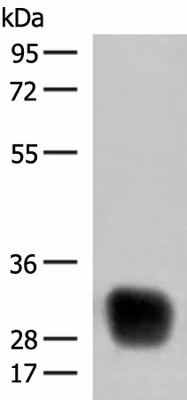HLA-DRB4 Polyclonal Antibody - image 1