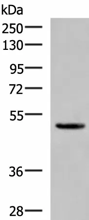 PSMD12 Polyclonal Antibody - image 1
