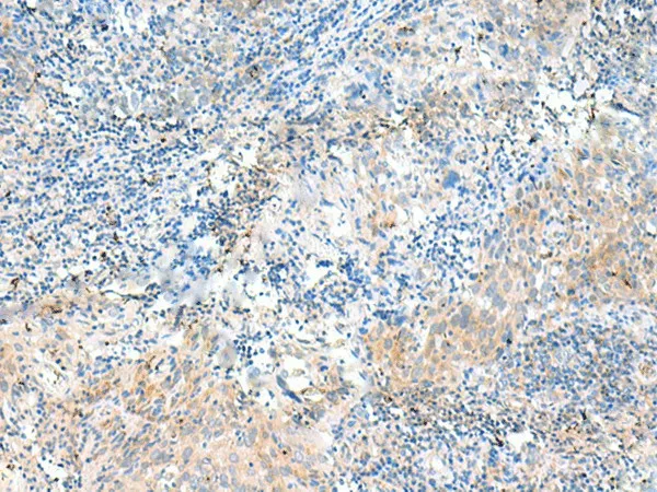 NID2 Polyclonal Antibody - image 1