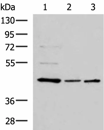ACTL6B Polyclonal Antibody - image 1
