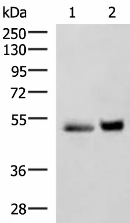 SIGLEC6 Polyclonal Antibody - image 1