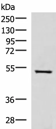 FDXR Polyclonal Antibody - image 1