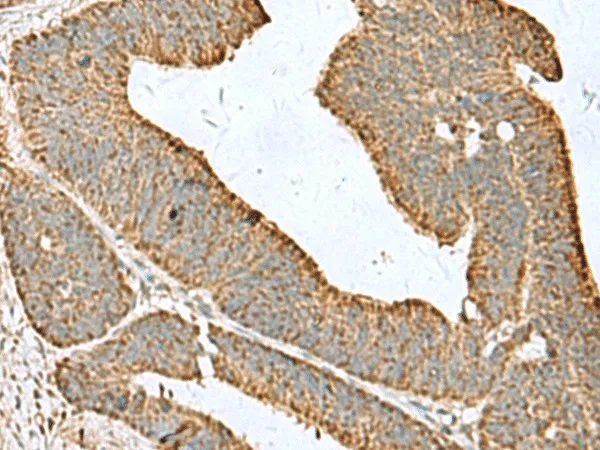 CDC20 Polyclonal Antibody - image 1