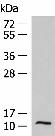 PCBD1 Polyclonal Antibody - image 1