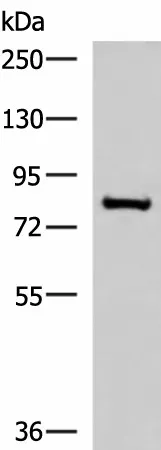 NPHP1 Polyclonal Antibody - image 1