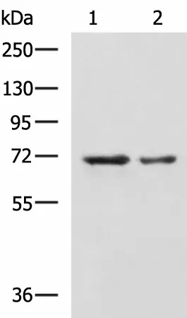MYEF2 Polyclonal Antibody - image 1