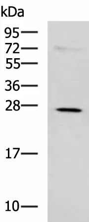 NQO2 Polyclonal Antibody - image 1