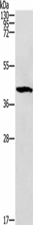 ZADH2 Polyclonal Antibody - image 1