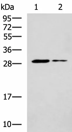 POMC Polyclonal Antibody - image 1