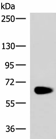NOTCH4 Polyclonal Antibody - image 1