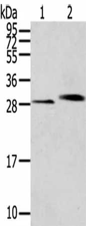 CLIC4 Polyclonal Antibody - image 1