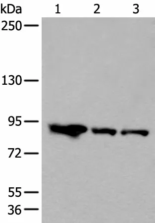 VPS35 Polyclonal Antibody - image 1