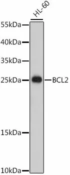 Bcl-2 Polyclonal Antibody - image 1
