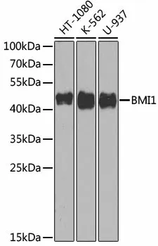 BMI1 Polyclonal Antibody - image 1
