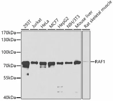 RAF1 Polyclonal Antibody - image 1
