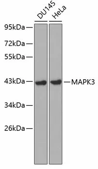(KO Validated) MAPK3 Polyclonal Antibody - image 1