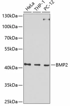 BMP2 Polyclonal Antibody - image 1