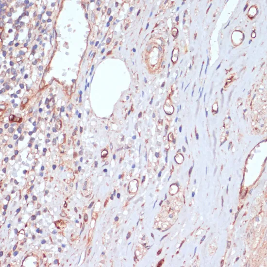 CD34 Polyclonal Antibody - image 1