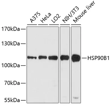 HSP90B1 Polyclonal Antibody - image 1