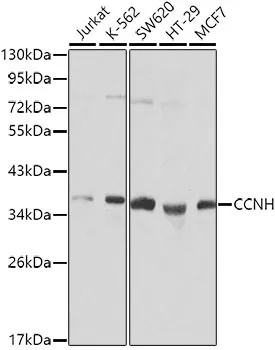 CCNH Polyclonal Antibody - image 1
