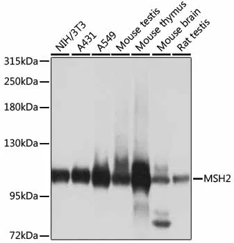 MSH2 Polyclonal Antibody - image 1
