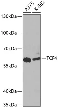 TCF4 Polyclonal Antibody - image 1