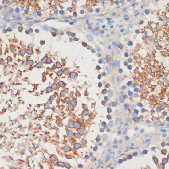 CDC42 Polyclonal Antibody - image 1