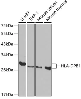 HLA-DPB1 Polyclonal Antibody - image 1