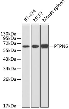 PTPN6 Polyclonal Antibody - image 1