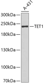 TET1 Polyclonal Antibody - image 1