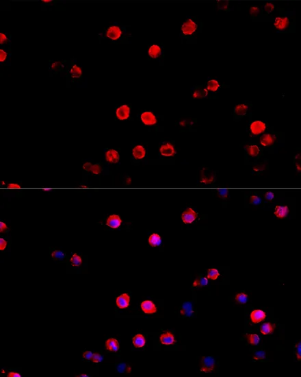 PD-L1 Polyclonal Antibody - image 1