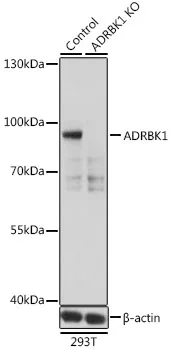 (KO Validated) ADRBK1 Polyclonal Antibody - image 1