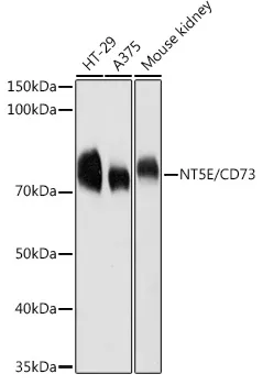 (KO Validated) NT5E/CD73 Polyclonal Antibody - image 1