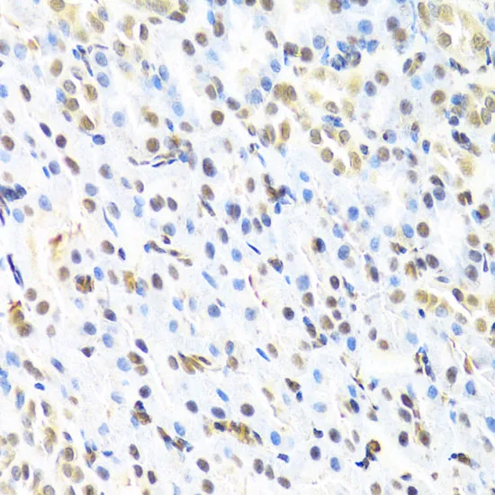 RUNX1 Polyclonal Antibody - image 1