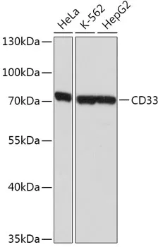 SIGLEC3/CD33 Polyclonal Antibody - image 1