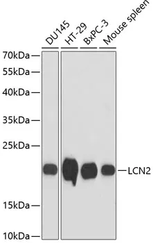 LCN2 Polyclonal Antibody - image 1