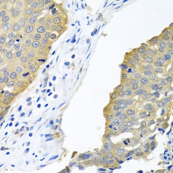 (KO Validated) EIF4E Polyclonal Antibody - image 1