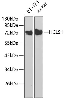 HCLS1 Polyclonal Antibody - image 1