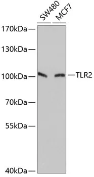 TLR2 Polyclonal Antibody - image 1