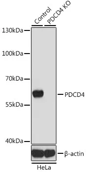 (KO Validated) PDCD4 Polyclonal Antibody - image 1