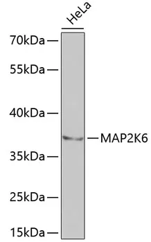 MAP2K6 Polyclonal Antibody - image 1