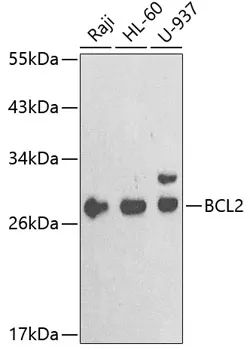 Bcl-2 Polyclonal Antibody - image 1